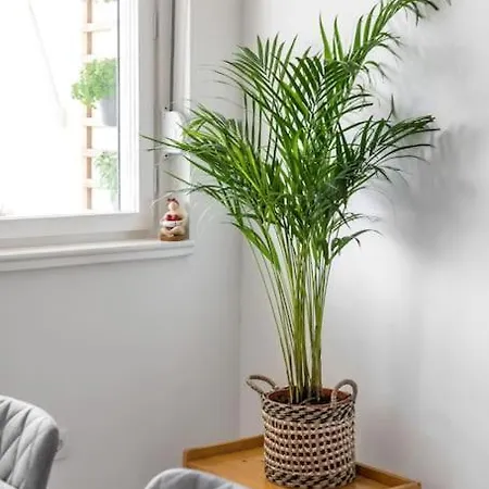 Apartment Center + Balcony Split